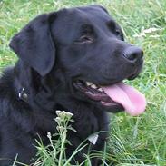 Labrador retriever Bertil