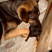 Schæferhund Sportshund Akela *Død* 