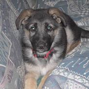 Schæferhund Tikki      10/9-05