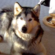 Alaskan malamute Tkaya