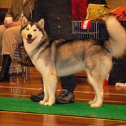 Alaskan malamute Tkaya