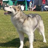 Alaskan malamute Tkaya