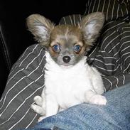 Chihuahua Chiqo