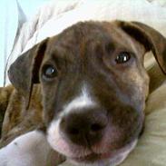 Amerikansk staffordshire terrier Nikko