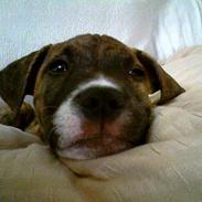 Amerikansk staffordshire terrier Nikko