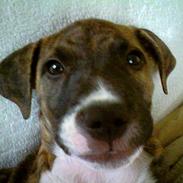 Amerikansk staffordshire terrier Nikko