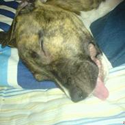 Amerikansk staffordshire terrier Nikko