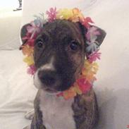 Amerikansk staffordshire terrier Nikko