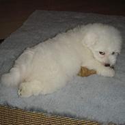 Coton de tulear Hubben