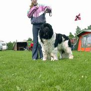 Newfoundlænder Viktor