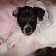 Dansk svensk gaardhund Cassie