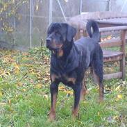 Rottweiler Svend-Eric