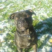 Staffordshire bull terrier Elvis