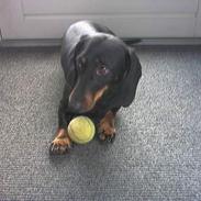 Gravhund Mille
