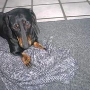 Gravhund Mille