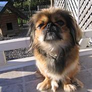 Pekingeser Molly 