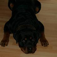 Rottweiler Brotus R.I.P