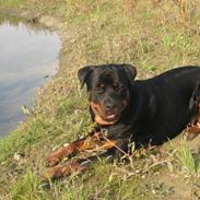 Rottweiler Nero