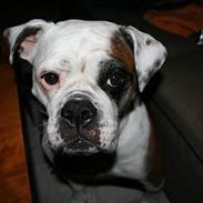 Olde english bulldogge Tøsen