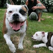 Olde english bulldogge Tøsen