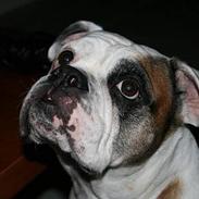 Olde english bulldogge Tøsen