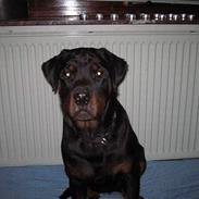 Rottweiler Emma