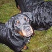 Rottweiler Emma