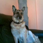 Schæferhund Kita