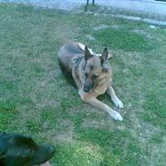 Schæferhund Kita