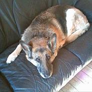 Schæferhund Kita