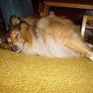 Shetland sheepdog Balder