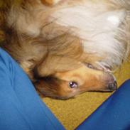 Shetland sheepdog Balder