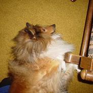 Shetland sheepdog Balder