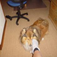 Shetland sheepdog Balder