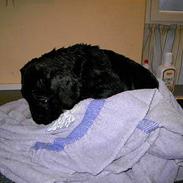 Cane corso Papaya (Aflivet pga. kræft)