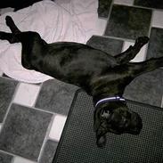 Cane corso Papaya (Aflivet pga. kræft)