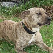 Amerikansk staffordshire terrier Theia