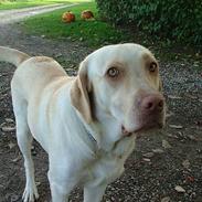 Labrador retriever chilli