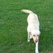 Labrador retriever chilli