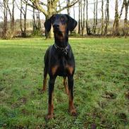 Dobermann Sille R.I.P  22-07-2008