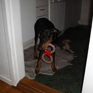 Dobermann Sille R.I.P  22-07-2008