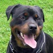 Rottweiler Daim
