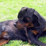 Rottweiler Daim