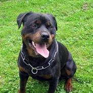 Rottweiler Daim