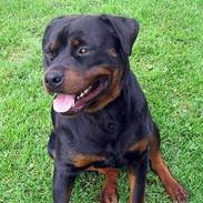 Rottweiler Daim