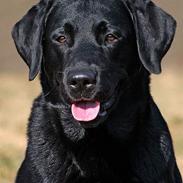 Labrador retriever Majlunds Black Bailey