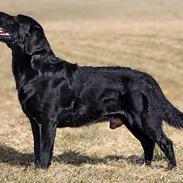 Labrador retriever Majlunds Black Bailey