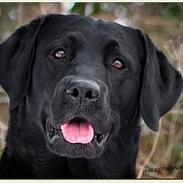 Labrador retriever Majlunds Black Bailey