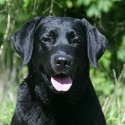 Labrador retriever Majlunds Black Bailey