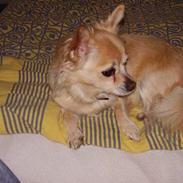 Chihuahua Sille